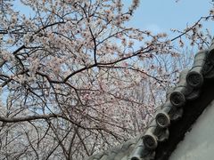 -桃花堤公园