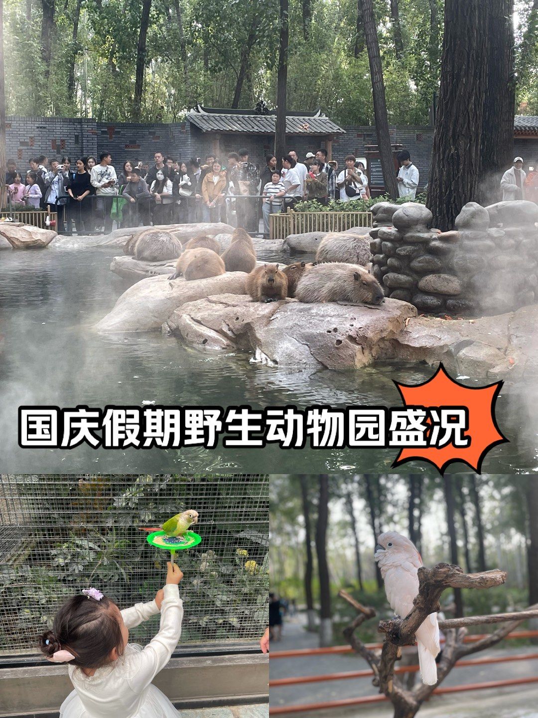 国庆带娃好好玩|野生动物园假期带娃攻略
