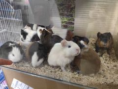 -花鸟鱼虫鲜花绿植市场(玉泉路店)