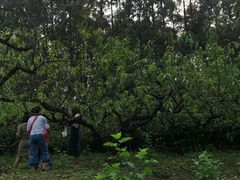 采桃胶-武汉世外桃源农庄