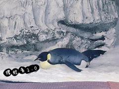 -海合安武汉极地海洋公园