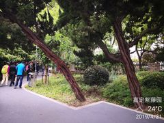 -嘉定紫藤园
