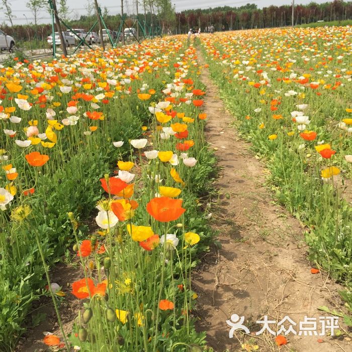 花仙子萬花園