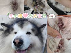 -宠小格时尚宠物生活馆(唐镇店)