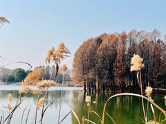 -虎丘湿地公园