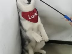 -Husky Go! 哈士奇体验馆·宠物咖啡厅狗咖