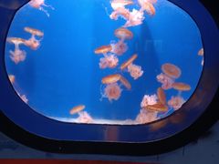 -烟台海昌鲸鲨海洋公园
