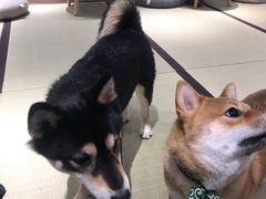 -逗柴咖啡屋·狗咖猫咖宠物桌游