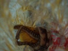 -绝味鸭脖(朝阳印象城店)