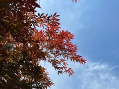 -姑婆山旅游区