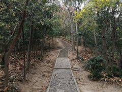 -上海佘山国家森林公园天马山园