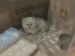-屋虎猫馆(宝安大仟里店)