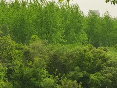 -合肥野生动物园