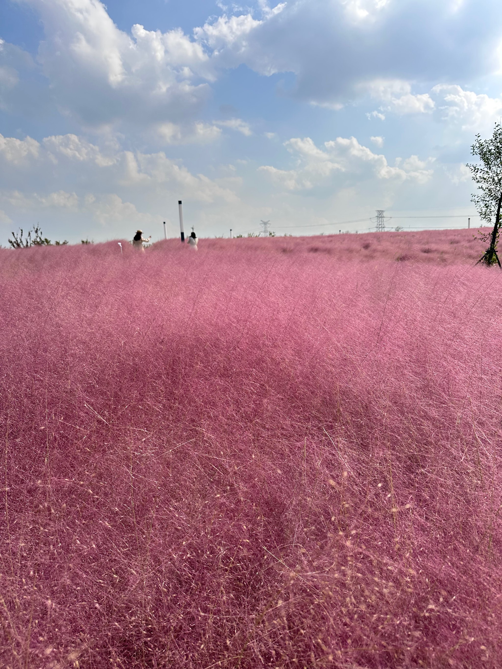 乱子草 手机壁纸图片