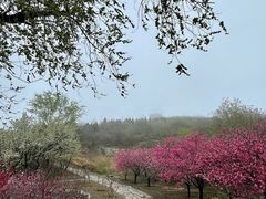 -抱犊寨风景区