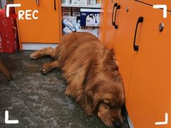 -德元·美联众合24小时动物医院(总院)