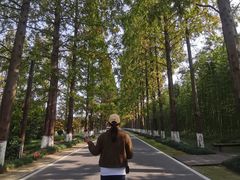 -黄海国家森林公园