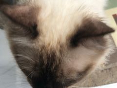 -喵屿·大理花园猫咖