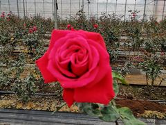 -海上花岛玫瑰园采摘