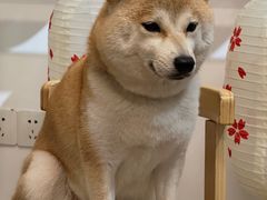 -柴迷FANS CLUB·柴犬狗咖·猫咖