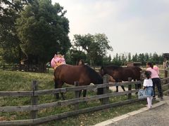 -田园东方蜜桃村的田野营地