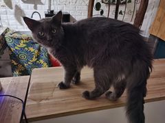 -平行世界·猫咖(首经贸店)
