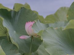 -嘉北郊野公园