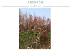 -三垟湿地