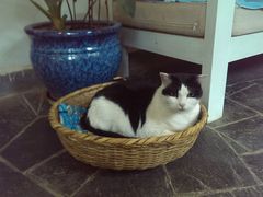 android_upload_pic-Anne猫窝咖啡屋