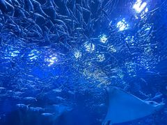 -海合安成都极地海洋公园