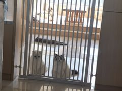 -鼓捣猫呢主题猫咖店
