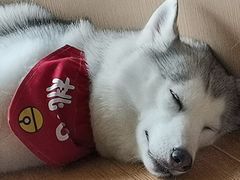 -Husky Go! 哈士奇体验馆·宠物咖啡厅狗咖