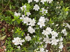 -梧桐山风景名胜区