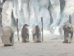 -帝企鹅自助餐厅•儿童岛•真企鹅(长隆企鹅酒店)