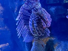 -海合安武汉极地海洋公园