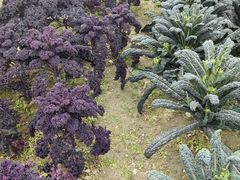 -中国天府农业博览园