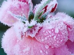 -咬不得高祖生煎·简餐(天城商业中心店)