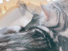 -艾贝尔宠物医院·24H转诊中心·肿瘤猫专科(江宁双龙店)