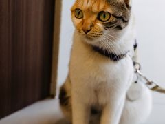 -Again Coffee Roaster(香蜜湖店)