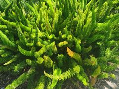 -墨尔本皇家植物园