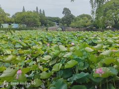 -无锡蠡湖国家湿地公园-蠡园