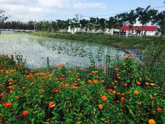 -上海长兴岛郊野公园