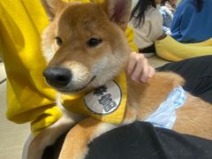-逗柴咖啡屋·狗咖猫咖宠物桌游