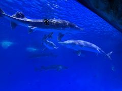-泉城欧乐堡海洋极地世界
