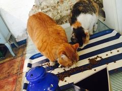 海妖酒吧-Sirena海妖日咖夜酒