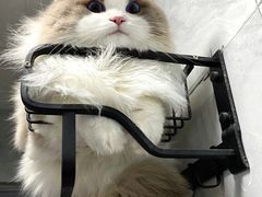 -翊宠yipet猫狗购宠庄园犬舍•猫舍