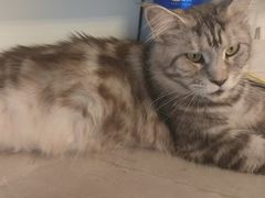 -瑞鹏瑞爱宠物医院·全科·猫科·血液透析中心(龙头寺店)