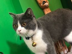 -李小姐の猫咖啡馆(五角场店)