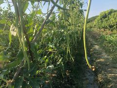 -正宗鸡饭粤香酒家(朱村店)