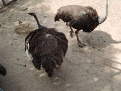 -鄂尔多斯野生动物园